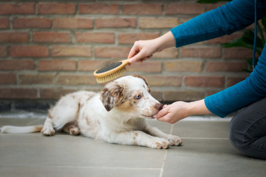 Puppy training the brush